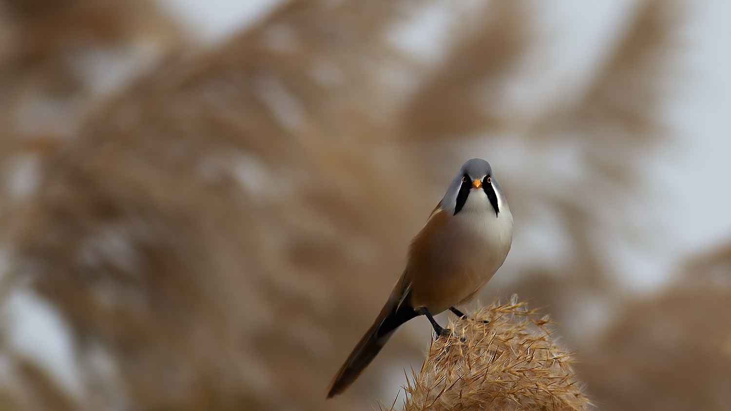 Bearded Reedling